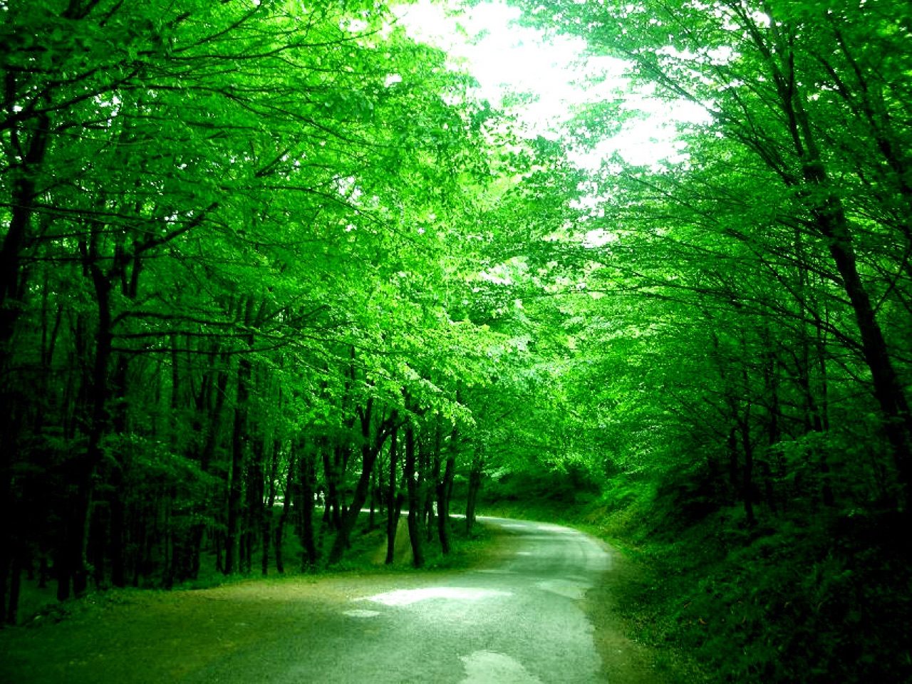 Belgrad Forest on the Istanbul Bosphorus drive driving route